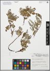 Foto von Salix glauca subsp. callicarpaea (Trautv.) Böcher
